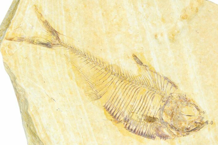 Detailed Fossil Fish (Diplomystus) - Wyoming #367559